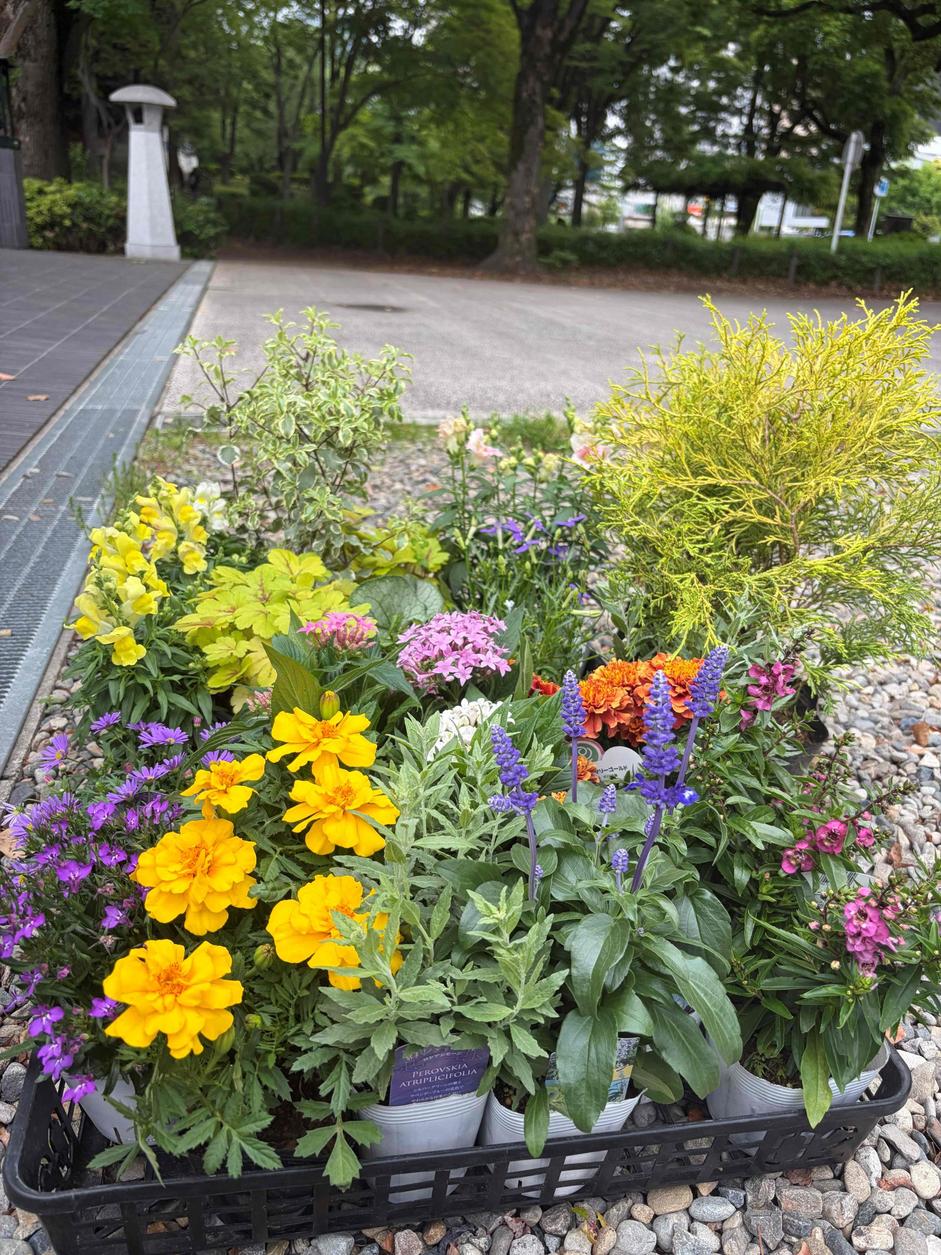 4月5月植栽メンテナンス