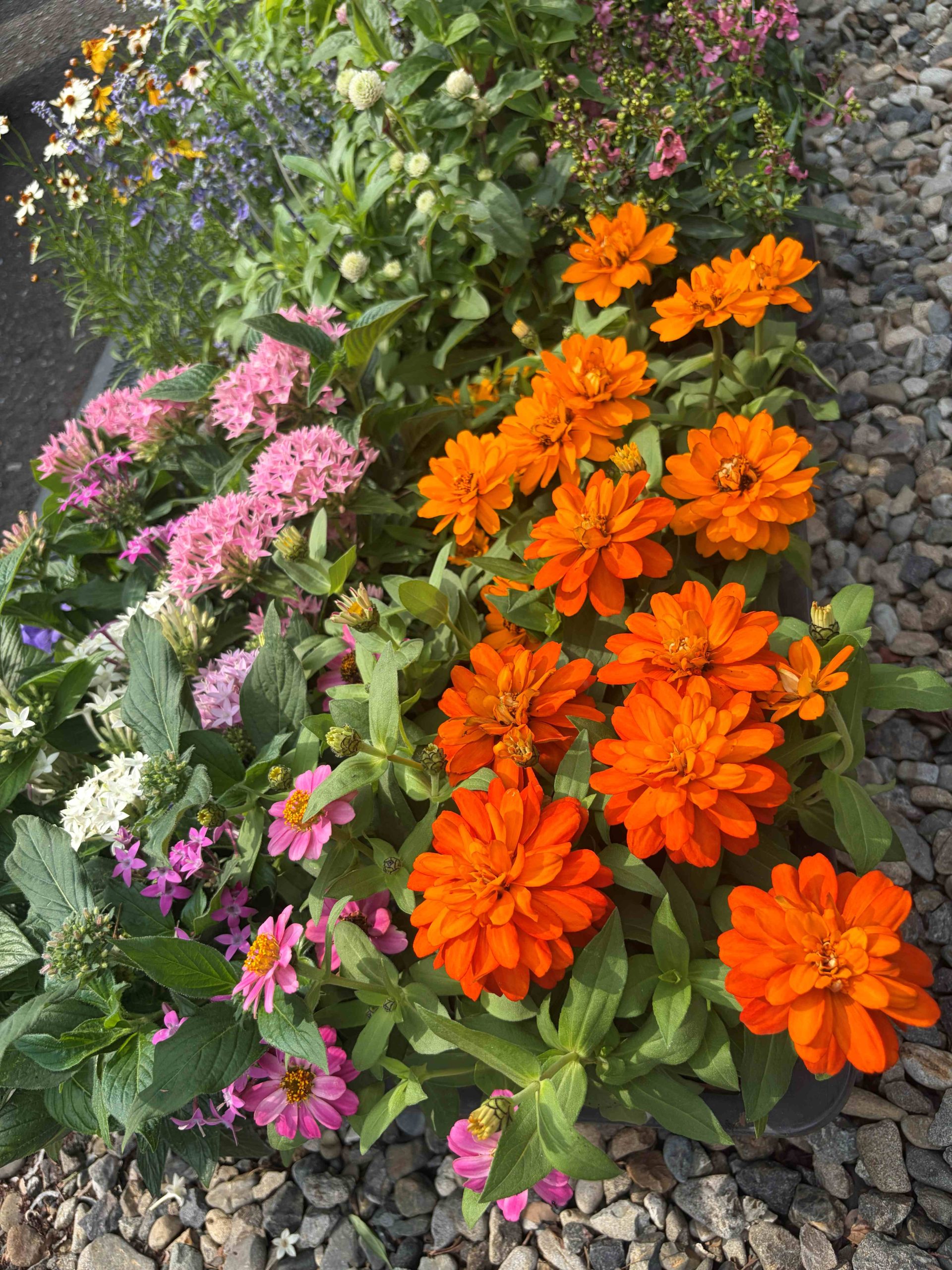 6月7月植栽メンテナンス