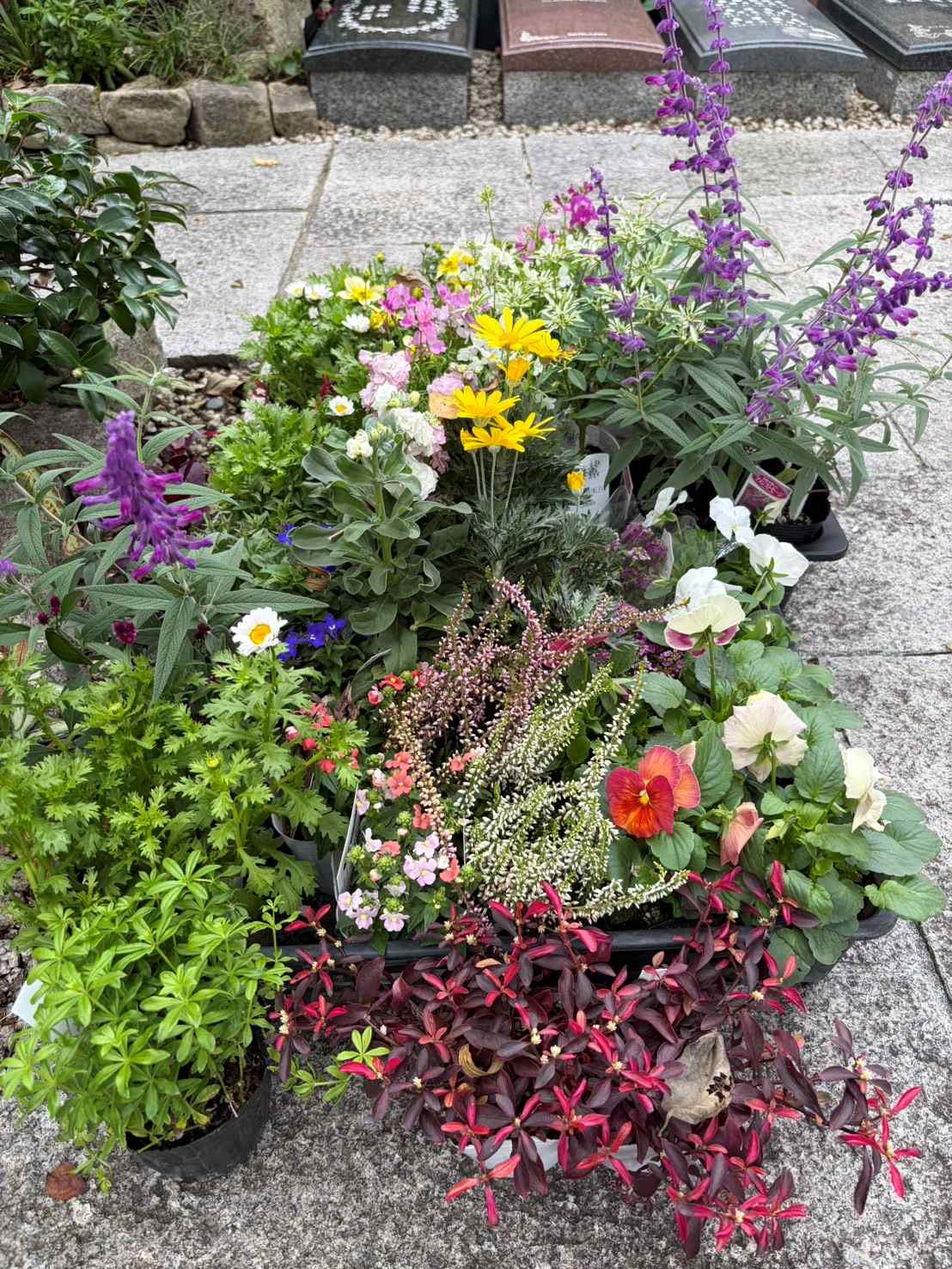 10月11月植栽メンテナンス